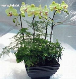 簡約之美，禮深情長 愛花兒茗禮網引領品質禮品新風尚